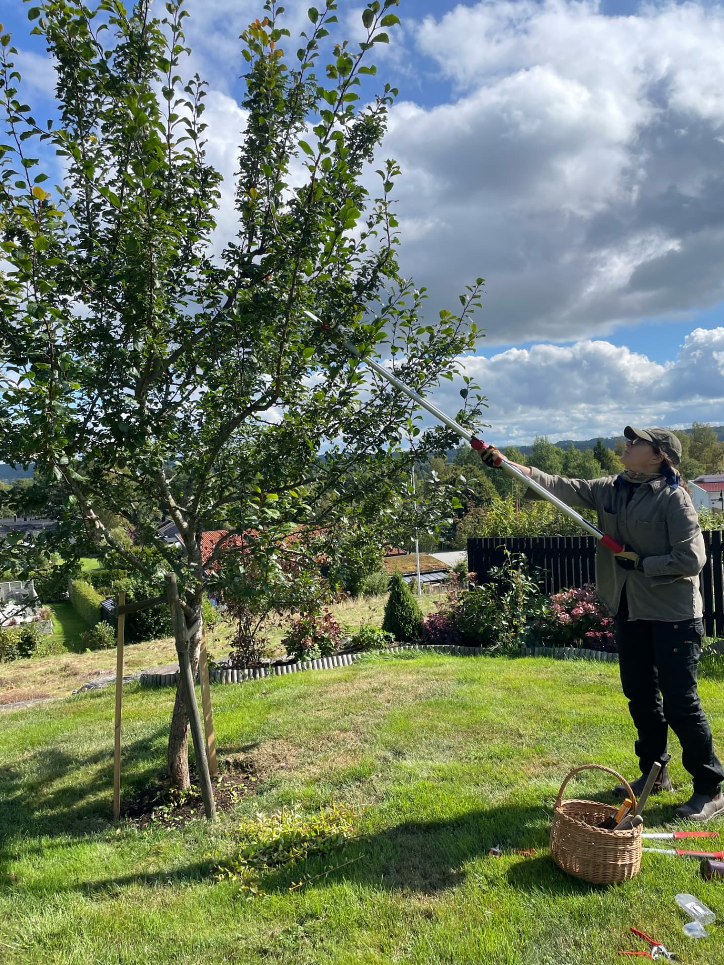 Karin beskär ett fruktträd i en trädgård utanför Fristad